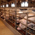 aranceles-china-porcino-europeo