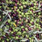 espana-lider-produccion-aceite-oliva-2025