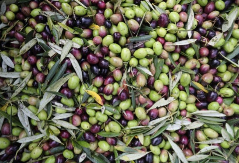 espana-lider-produccion-aceite-oliva-2025