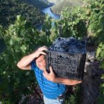 proteccion-sector-vino-comercializacion