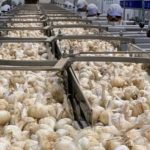 cooperativa-el-santo-ajo-morado-las-pedroneras