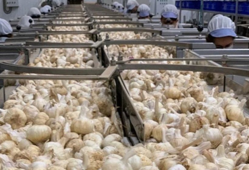 cooperativa-el-santo-ajo-morado-las-pedroneras