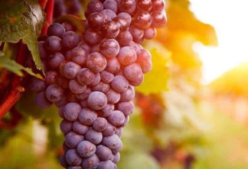 ue-ayudas-vino-etiquetado-sin-alcohol-enoturismo