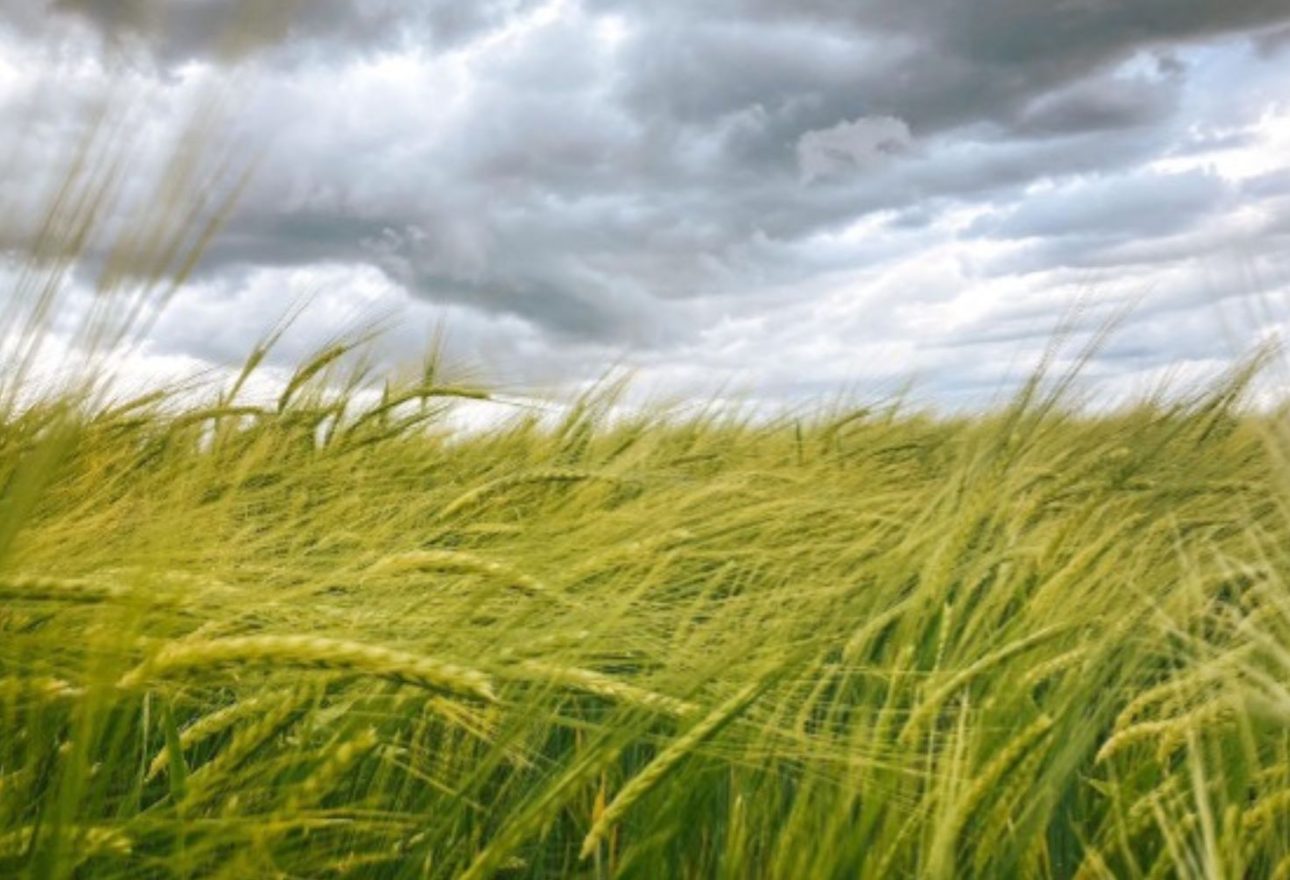 Campo de cereal verde mecidiéndose por el viento bajo un cielo de nubes oscuras y tormentosas, simbolizando la incertidumbre y el alza de precios en la agricultura por la guerra.