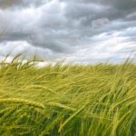 Campo de cereal verde mecidiéndose por el viento bajo un cielo de nubes oscuras y tormentosas, simbolizando la incertidumbre y el alza de precios en la agricultura por la guerra.