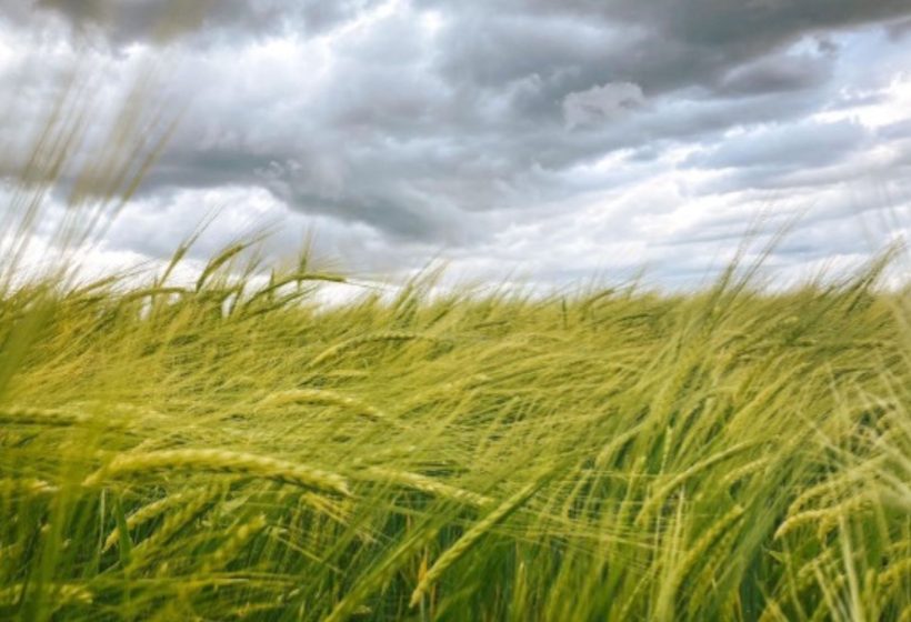 Campo de cereal verde mecidiéndose por el viento bajo un cielo de nubes oscuras y tormentosas, simbolizando la incertidumbre y el alza de precios en la agricultura por la guerra.